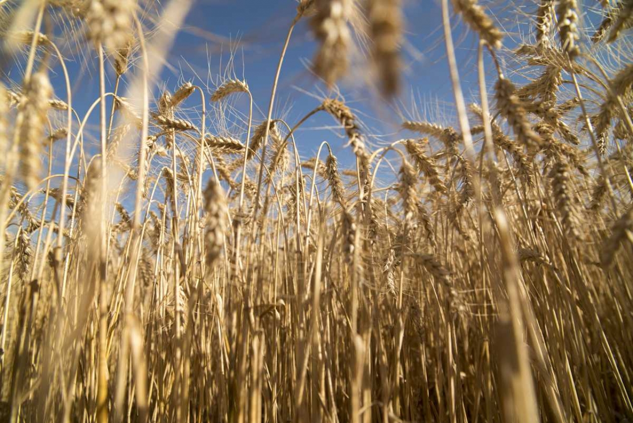 Más viento a favor para la Argentina: será récord el ingreso de divisas por el trigo