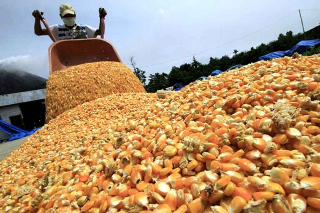 El Gobierno exige nuevos requisitos para la exportación de maíz