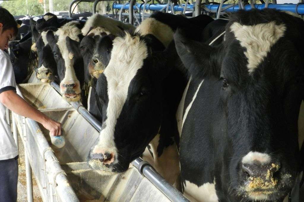 Con la oferta mundial en baja, los precios de la leche explotan