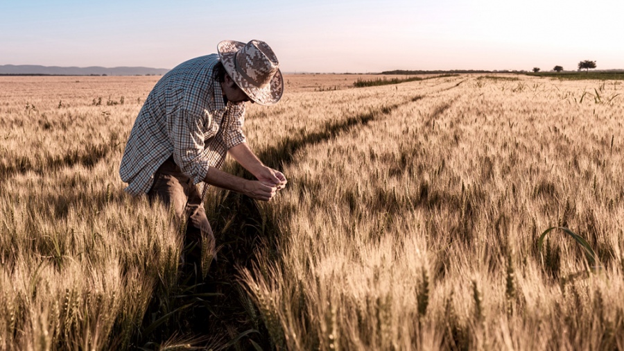 Vuelve a subir la estimación de la cosecha récord de trigo por los buenos rindes