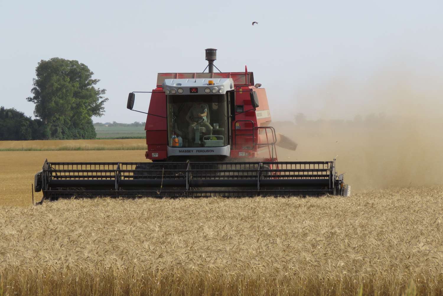 Nuevas proyecciones agrícolas: El centro norte santafesino se prepara para una cosecha récord de trigo