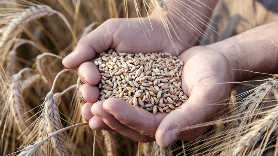 El precio internacional del trigo perdió 10% en una semana con alta volatilidad