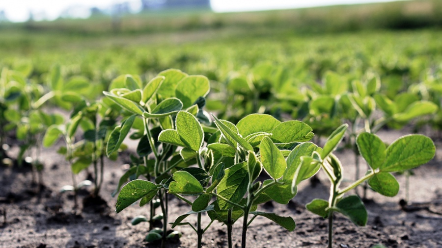 Tras tocar su valor más alto en casi una década, la soja cerró en US$ 639,34 en Chicago