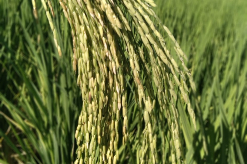 Nuevo arroz santafesino rinde 50% más