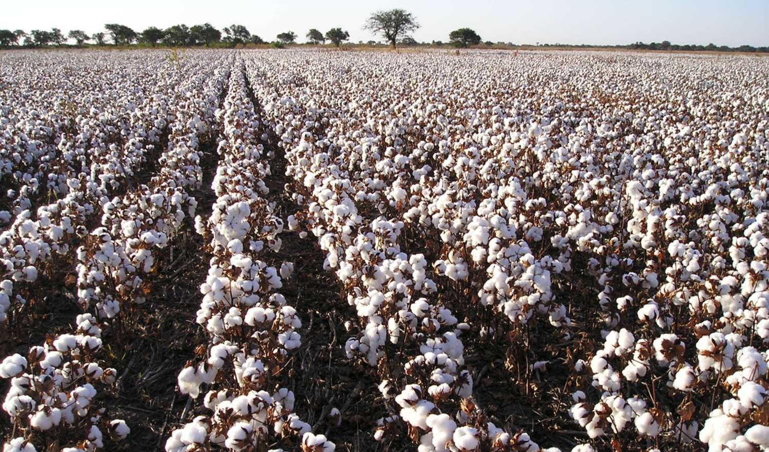 Se prorrogó la fecha de destrucción de rastrojos de algodón