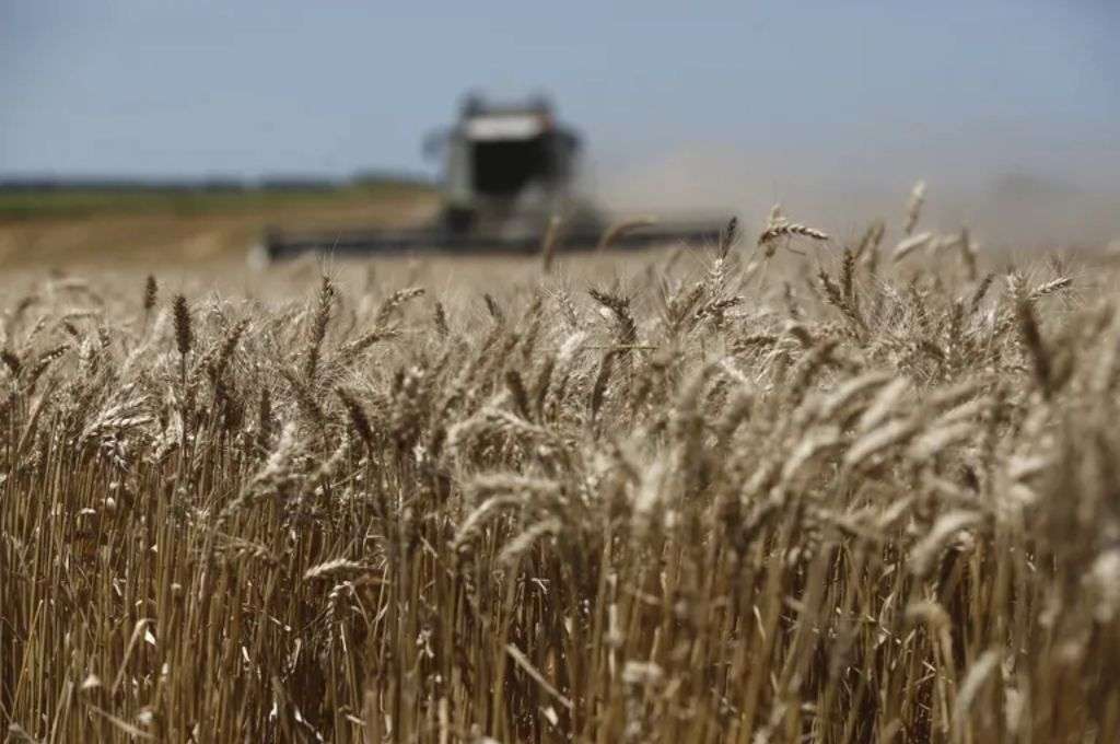 Por la sequía, estiman que caerá la cosecha de trigo