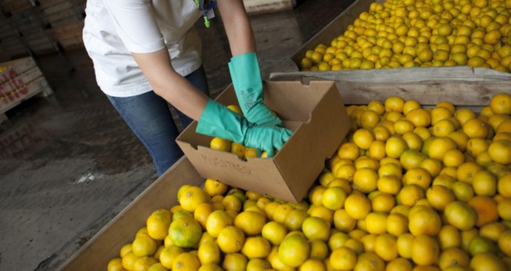 Se fijaron nuevos valores de referencia para las exportaciones de limones y limas