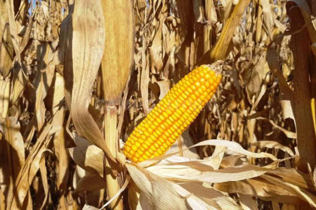 La cosecha de maíz tardío alcanzó el 50% con mejores rindes