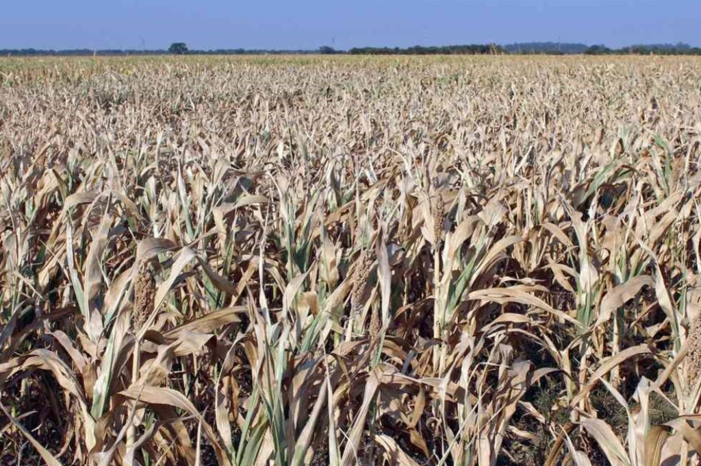 En el centro oeste santafesino la superficie sembrada de trigo cayó 20%