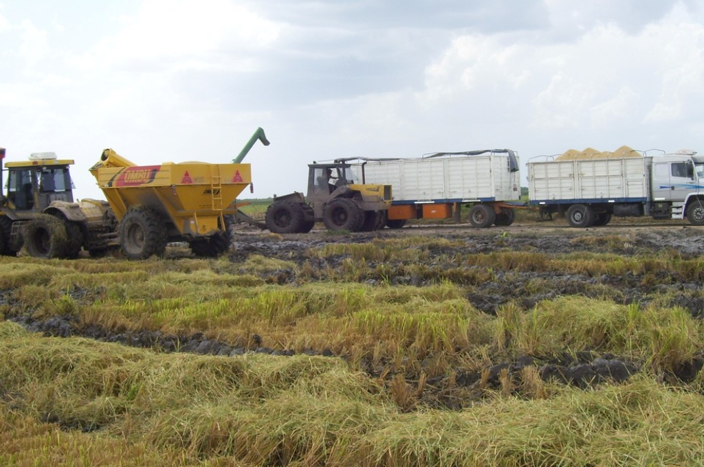 La producción de arroz retrocedió 7% durante la última campaña