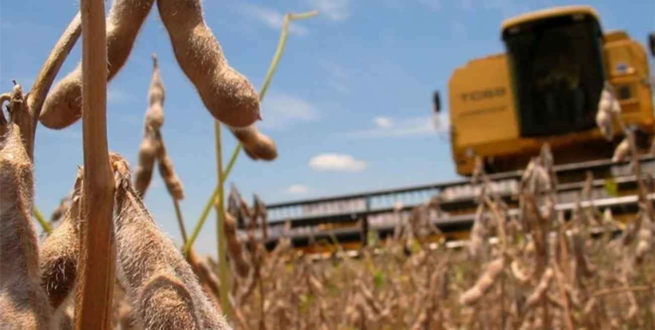 Sequía: advierten desde la Bolsa de Comercio de Rosario que se perdió casi la mitad de la soja