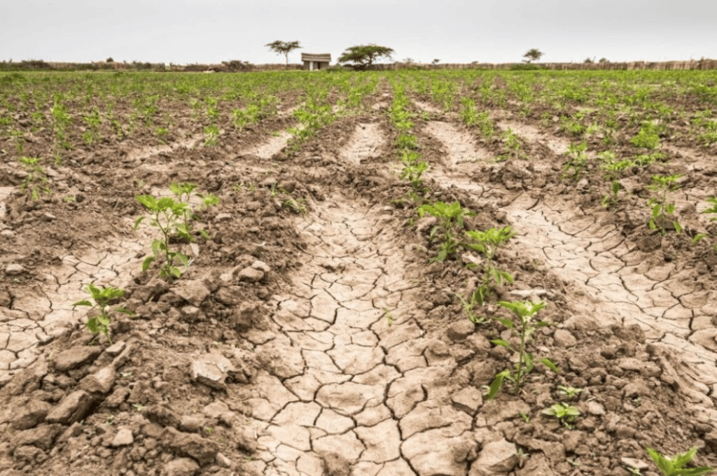 Emergencia Agropecuaria: los beneficios están vigentes hasta el 30 de abril