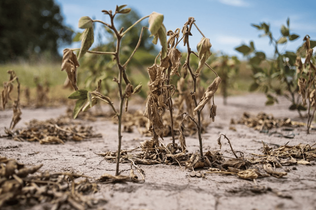 Santa Fe: La sequía quintuplicó los costos que produjo a nivel nacional