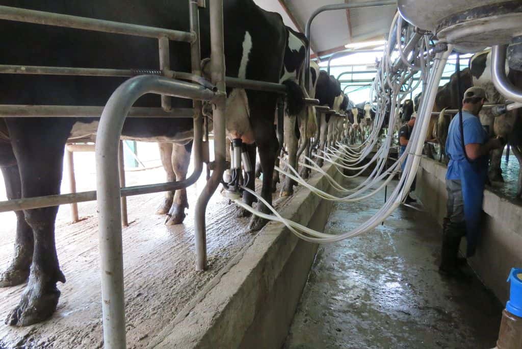 Para ser beneficiarios de este programa, los tamberos deberán registrar un promedio diario de producción de hasta 7.000 litros de leche cruda