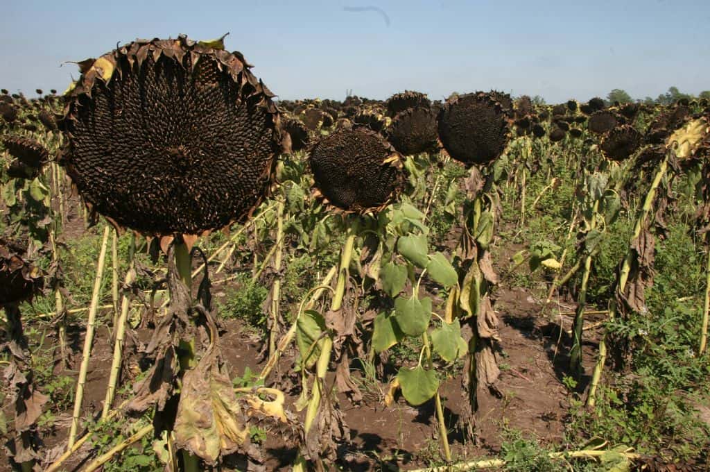 Concluye la cosecha de girasol con rendimientos bajos por la sequía