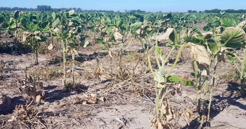 94.700 hectáreas sin sembrar por la sequía