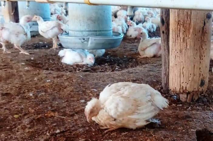 El Senasa dispuso efectuar las medidas de contención correspondientes, con el fin de evitar la dispersión de la enfermedad en otros establecimientos productores de aves destinadas al circuito comercial.