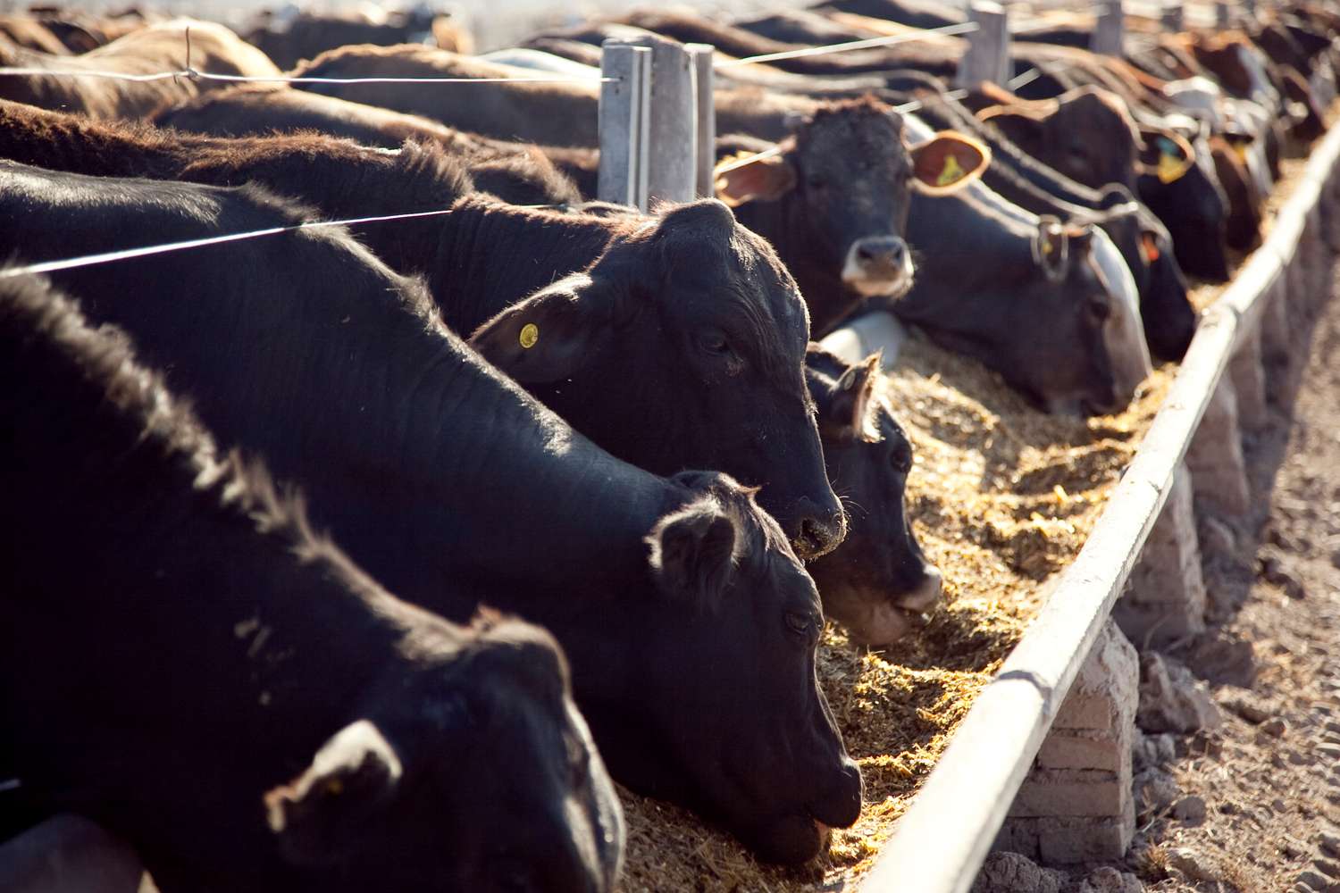 Carne: lanzan plan para impulsar producción vacuna en feedlot
