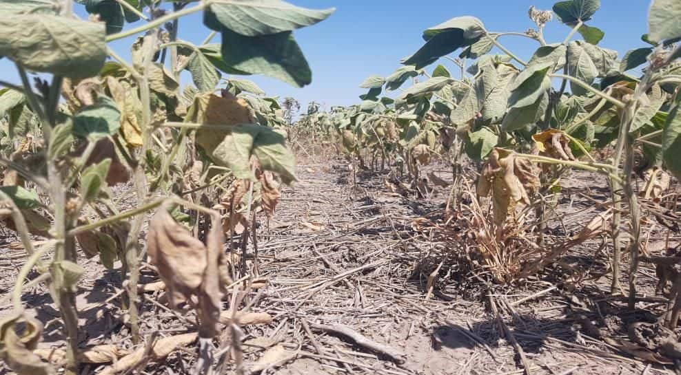 La ola de calor agravó el deterioro de los cultivos tardíos en Santa Fe