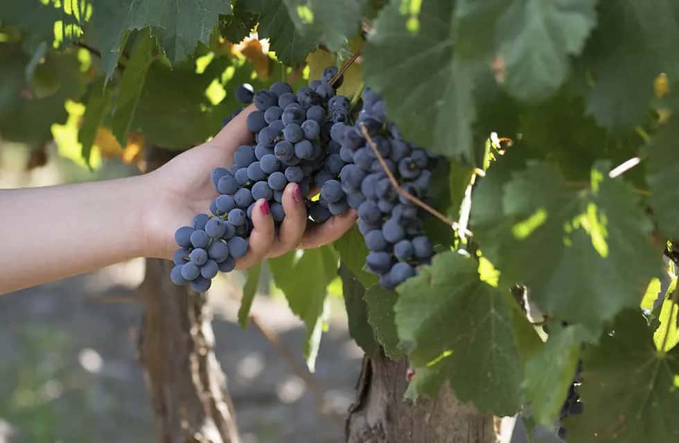 El BID financiará por US$ 40 millones a pequeños productores vitivinícolas