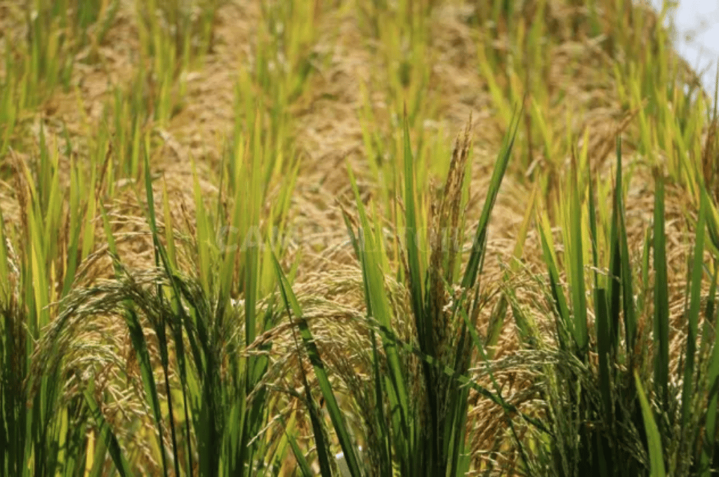 El arroz fue incorporado al "dólar agro"