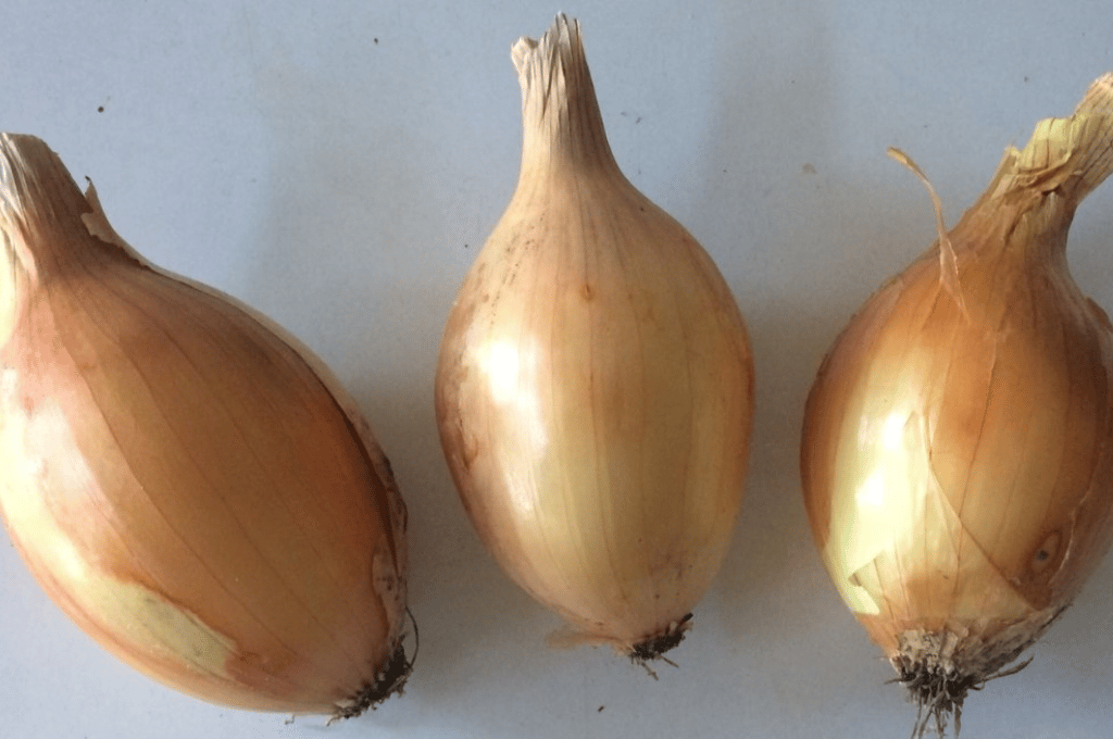 Cebolla: presentaron una nueva variedad en Argentina