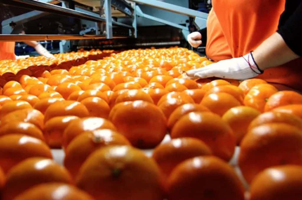 Apertura de mercados: Vietnam permitirá el ingreso de cítricos dulces