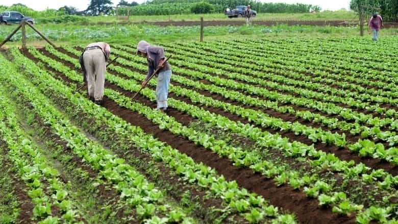 Renta agrícola en manos del Estado: Un análisis revela un alto porcentaje de apropiación