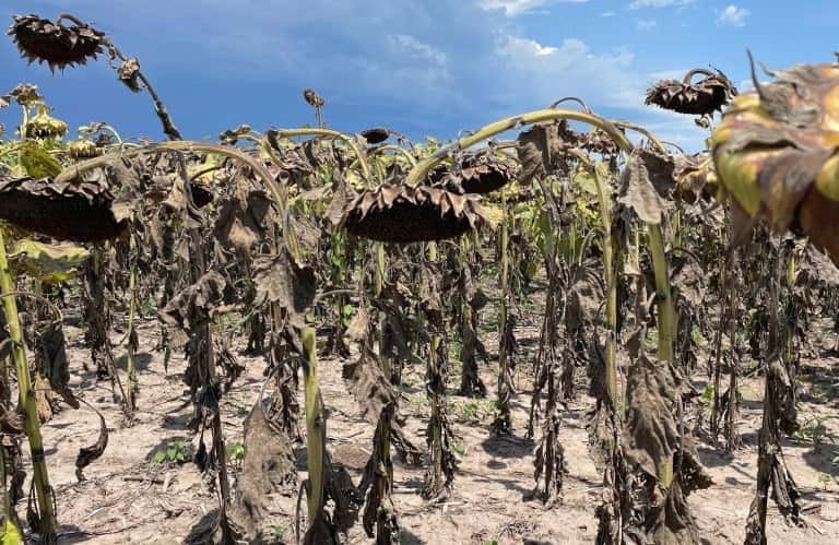 Sequía en Santa Fe: Emergencia agropecuaria