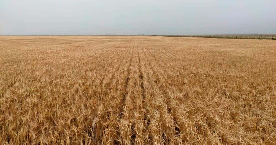 La cosecha de soja en Argentina alcanza su peor nivel en dos décadas