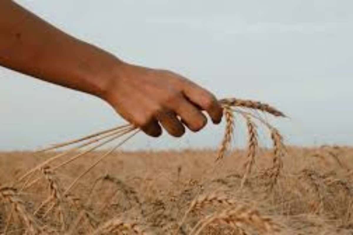 En el noroeste bonaerense se dejó de sembrar el 60% del trigo por la falta de humedad