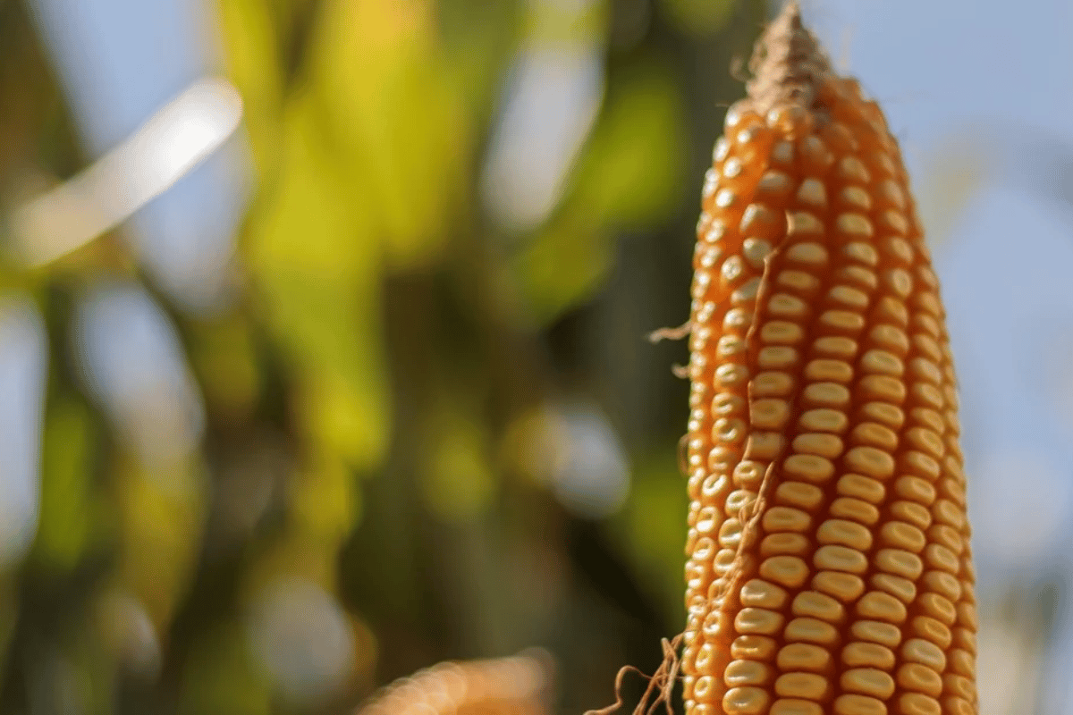 Récord de ventas por el dólar maíz: casi US$ 900 millones ingresados en solo 4 días