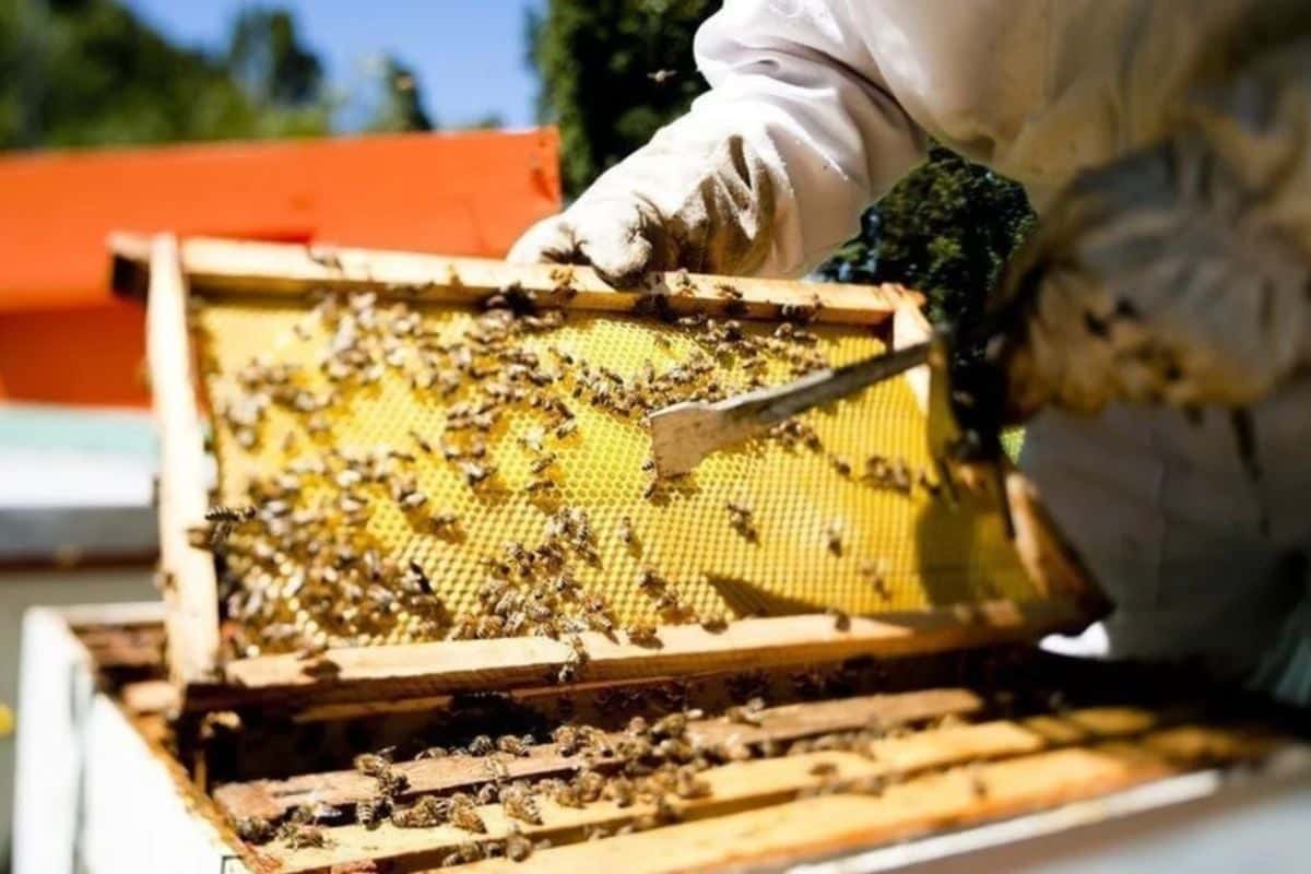 Agridulce realidad: apicultores resienten la falta del 'Dólar Agro' en los precios de la miel