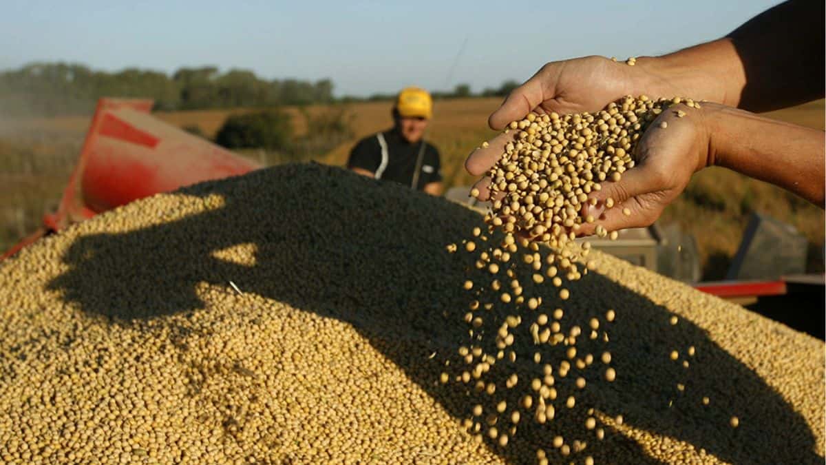 Argentina es sustituida en las exportaciones de harina de soja