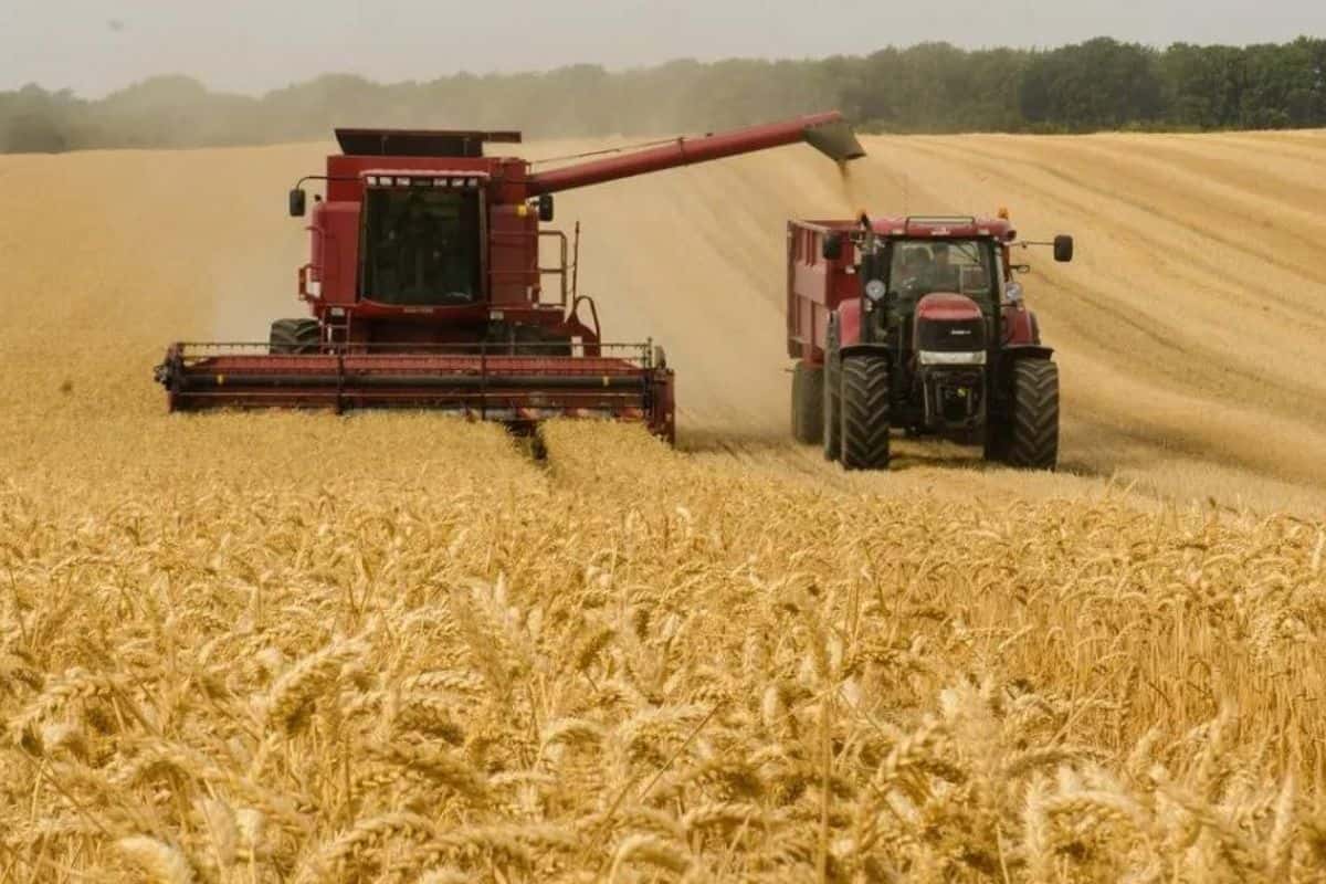 Sequía impacta cosecha Argentina, esperanza en trigo y cebada