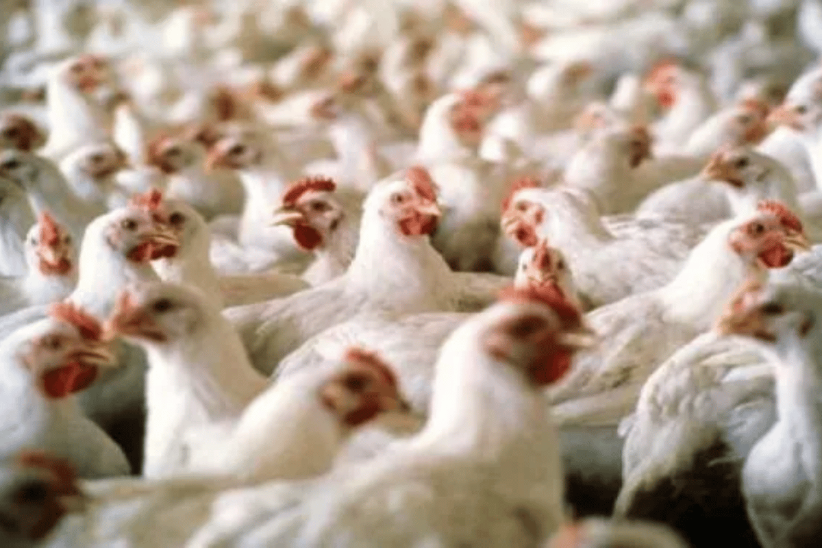 Se recuperan mercados para el pollo tras la influenza