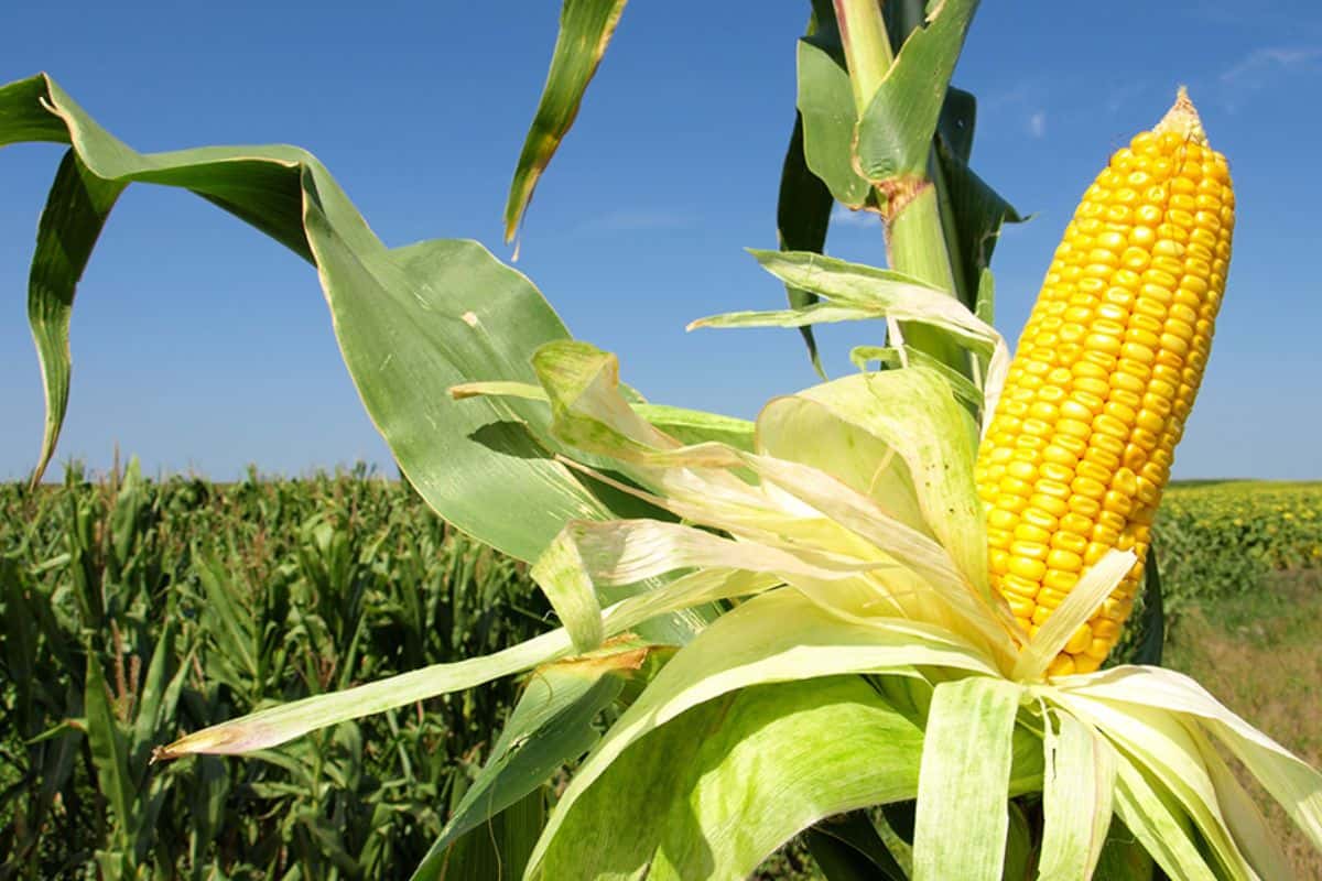 Campaña de maíz 2023/24: Impacto positivo de las lluvias y los fertilizantes