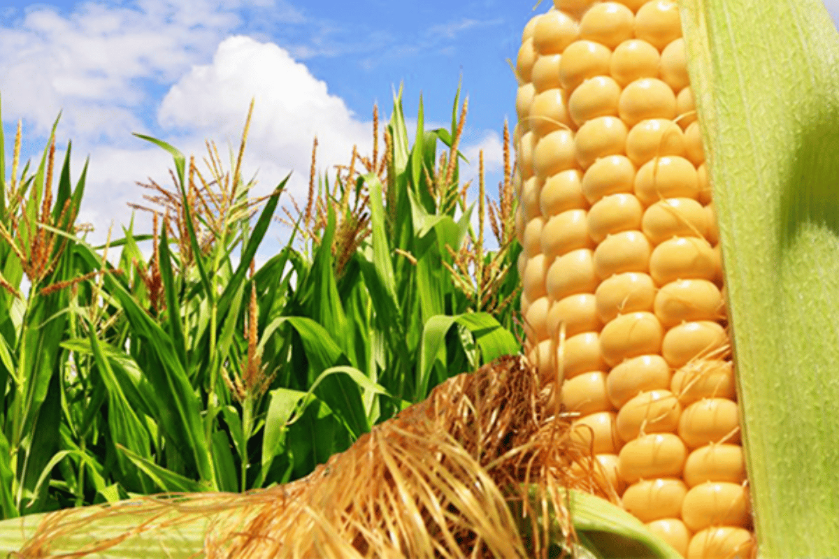 Lluvias salvadoras: retorno del maíz