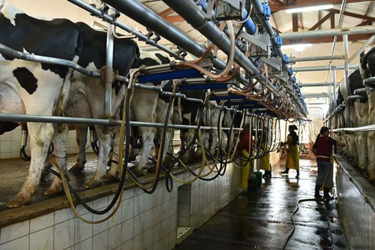 La asistencia estatal a los productores lácteos se otorga a cambio de congelar los precios por tres meses y mantener la rentabilidad de los tamberos.