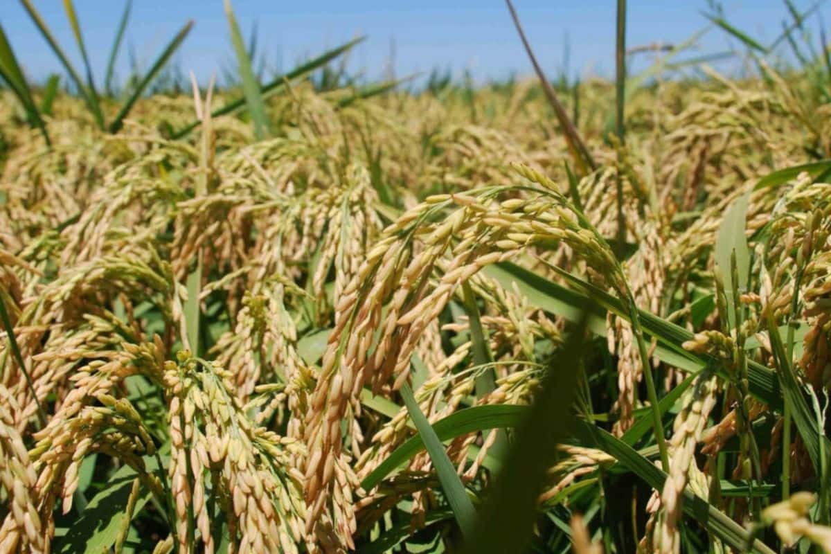 Se logró registrar una nueva creación fitogenética de arroz.