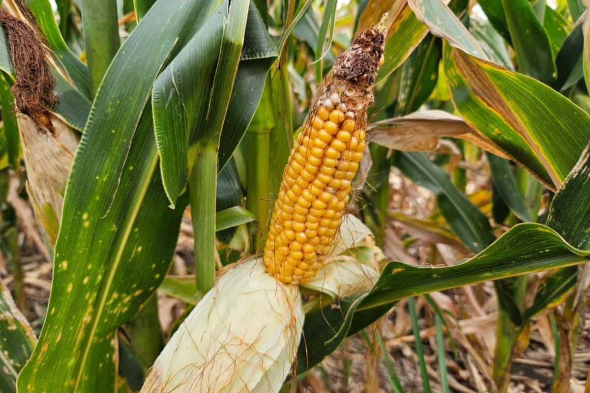 El fenómeno de la chicharrita de maíz y su influencia en la diversificación productiva