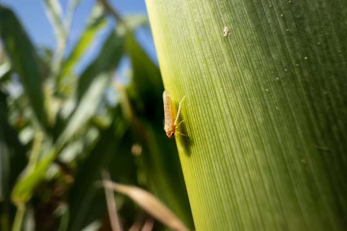 Santa Fe traza acciones para reducir el impacto de la “chicharrita de maíz”