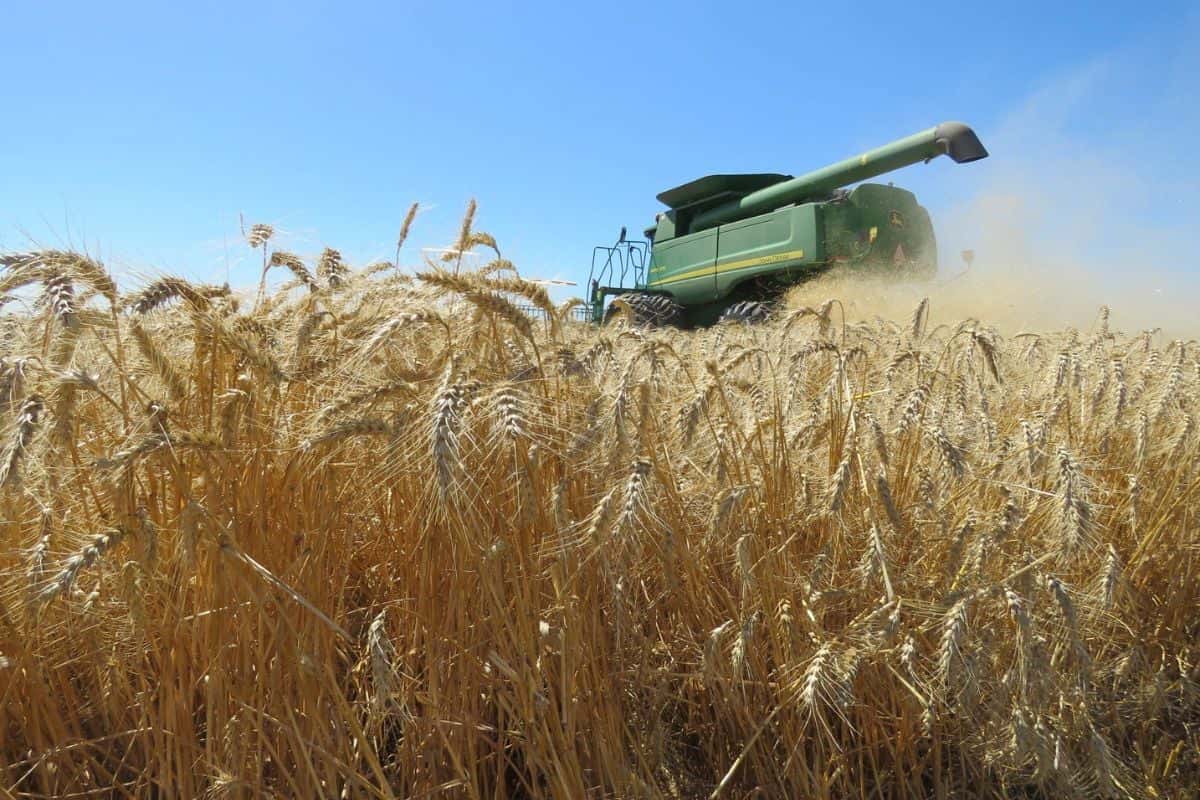 La participación del Estado en trigo es del 83,9%,