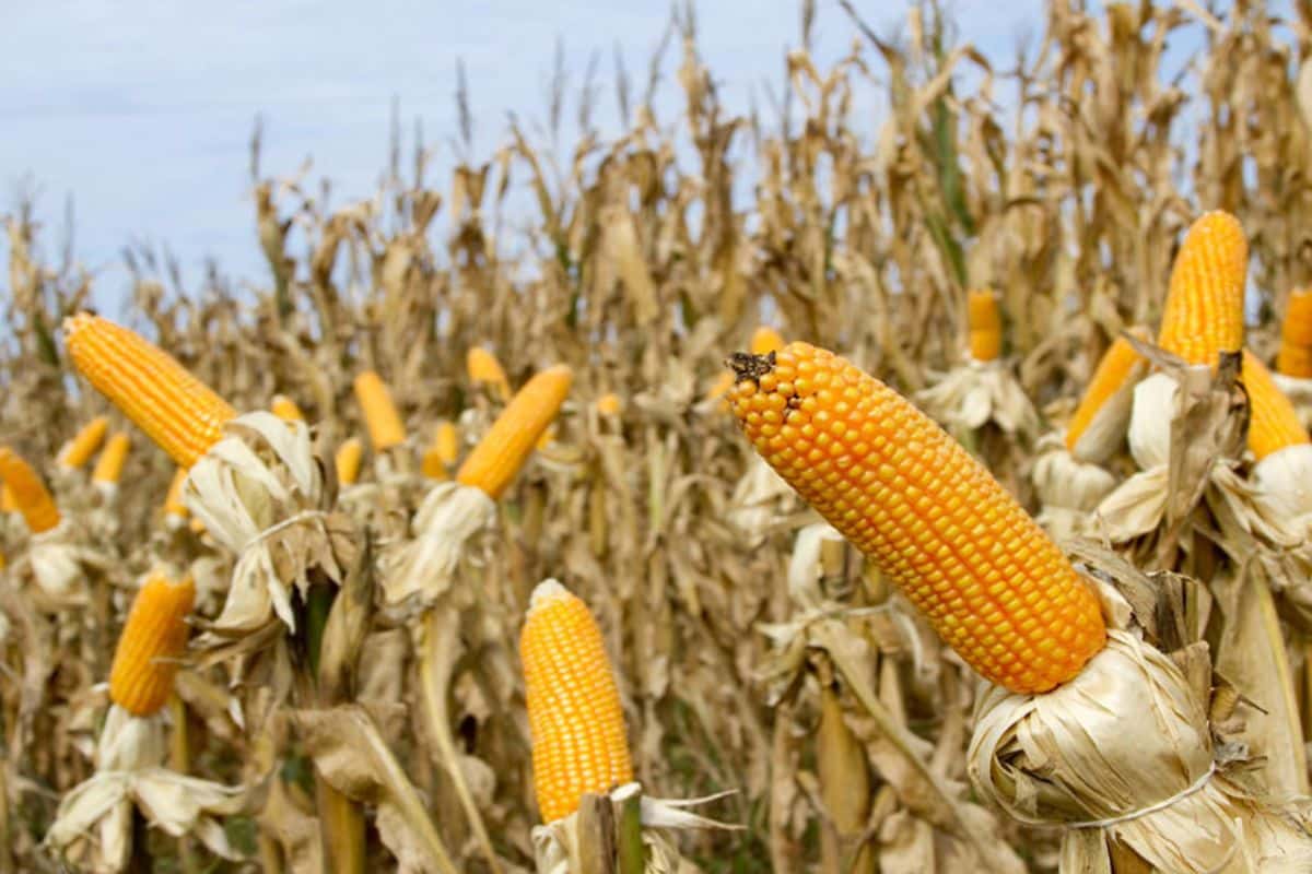 Golpe al maíz de segunda: 2 mil millones de dólares menos por la chicharrita
