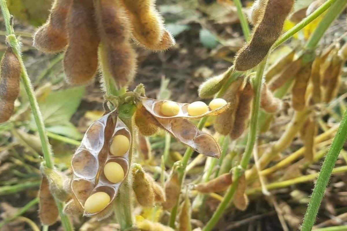 Clima y cultivos: el caso de la soja dañada por condiciones extremas