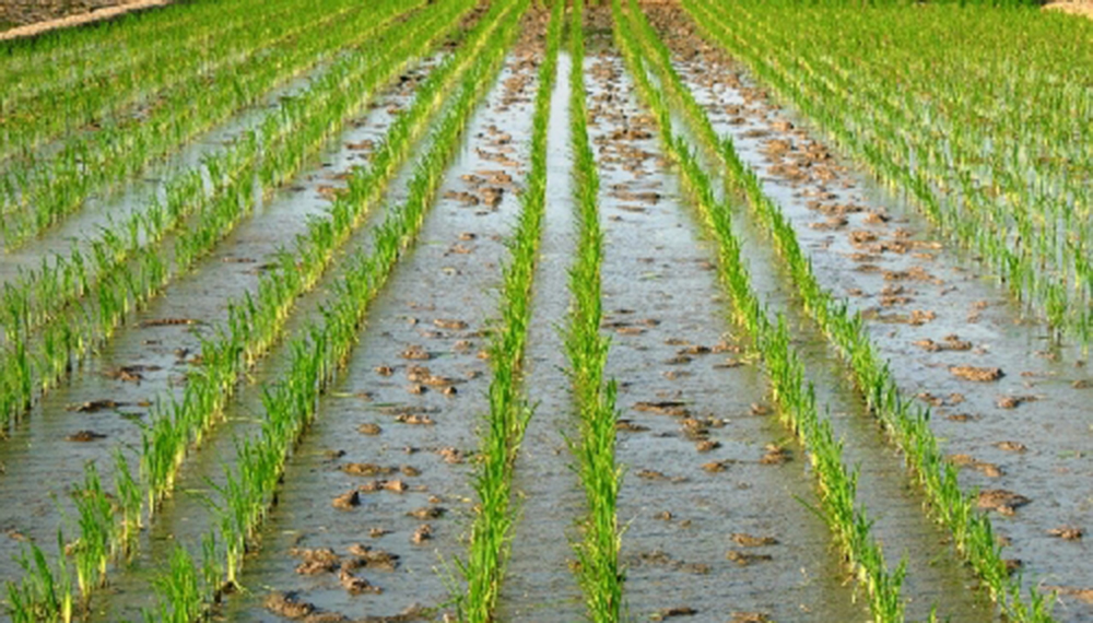 Santa Fe avanza con una nueva variedad de arroz – Puerto Negocios